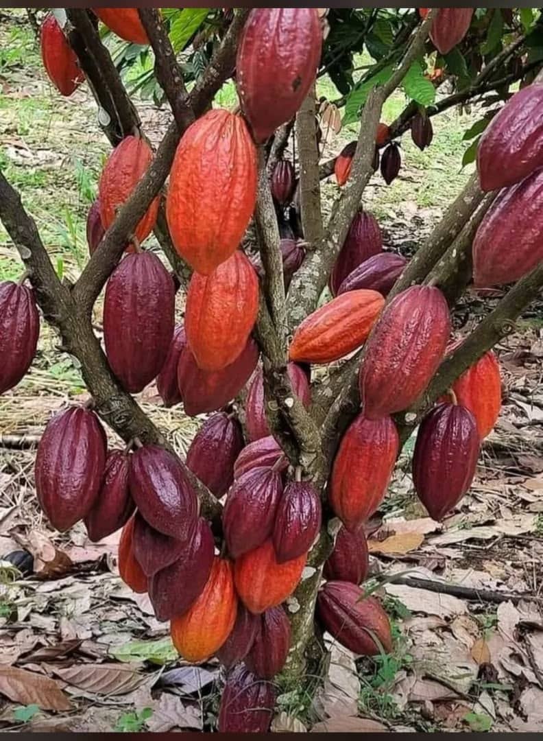 Cacao pods in Uganda