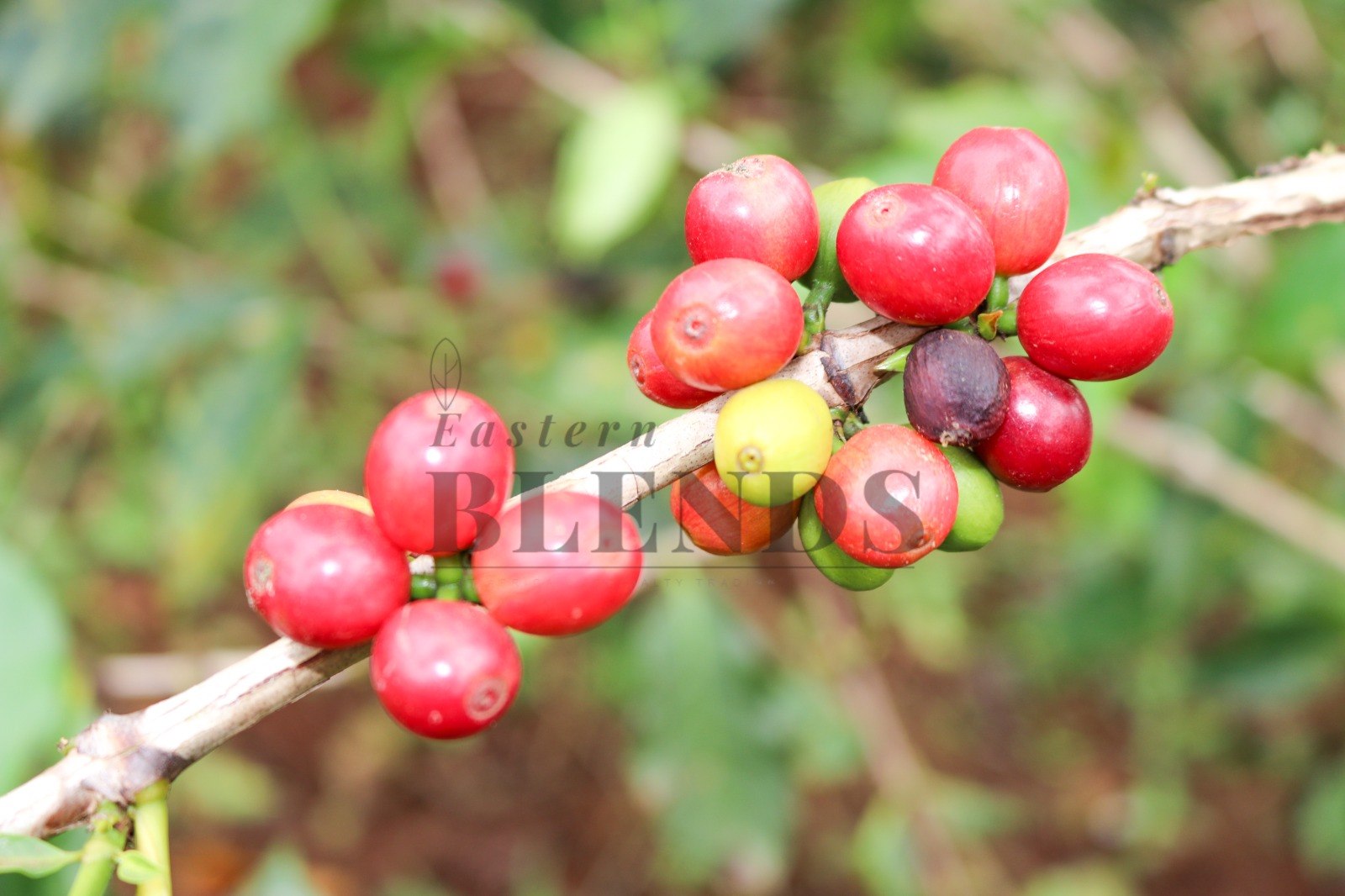 Uganda coffee