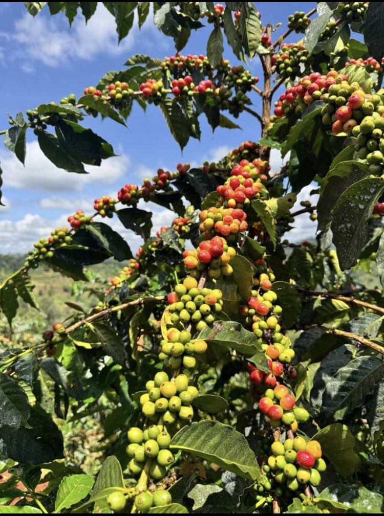 Coffee cherries against the sky