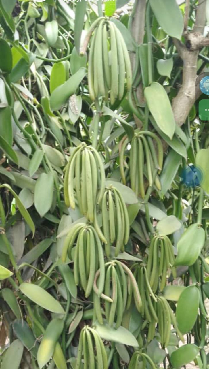 Vanilla vine in Uganda